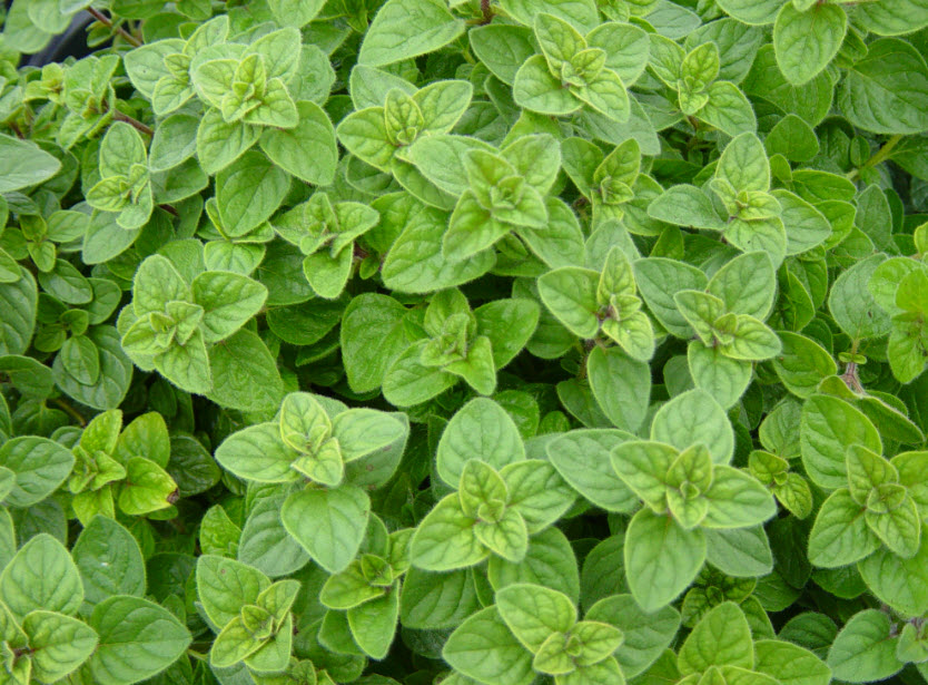 Oregano in Greek